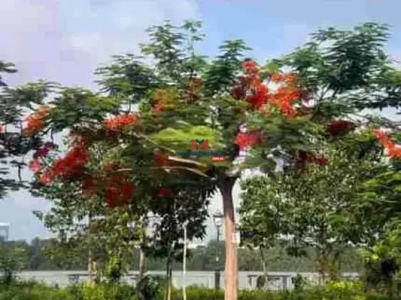 Bán gấp đất mặt tiền Võ Chí Công gần cầu Mỹ Thủy DT 100x60 giá 32tr/m2.