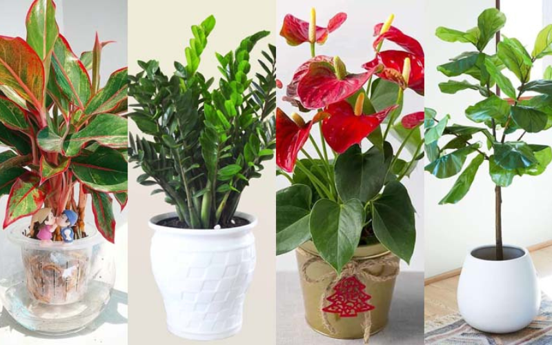 Đặt cây hợp phong thủy giúp đón lộc và năng lượng tích cực vào nhà